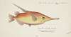 Macrorhamphosus scolopax (Tas) : Snipefish