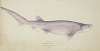 Notorynchus cepedianus (NZ) : Broadsnouted seven-gill shark