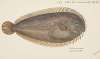 Peltorhamphus novaezeelandiae (NZ) : New Zealand sole