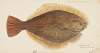 Rhombosolea leporina (NZ) : Yellow-belly flounder