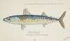 Scomber australasicus (Tas) : Blue mackerel
