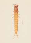 Entomology watercolour Pl.020