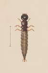 Entomology watercolour Pl.021