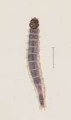 Entomology watercolour Pl.027