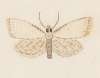 Entomology watercolour Pl.036