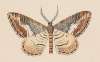 Entomology watercolour Pl.039