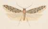 Entomology watercolour Pl.041