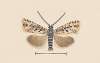 Entomology watercolour Pl.042