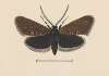 Entomology watercolour Pl.045
