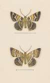 Entomology watercolour Pl.047