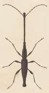 Entomology watercolour Pl.048