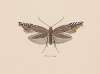 Entomology watercolour Pl.049