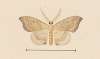 Entomology watercolour Pl.050