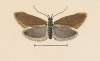 Entomology watercolour Pl.055