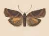 Entomology watercolour Pl.056