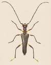 Entomology watercolour Pl.057