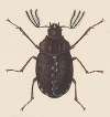 Entomology watercolour Pl.058