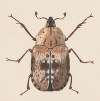 Entomology watercolour Pl.059