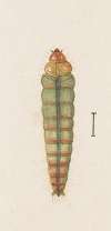 Entomology watercolour Pl.063