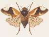 Entomology watercolour Pl.075
