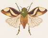 Entomology watercolour Pl.078