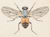 Entomology watercolour Pl.079