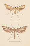 Entomology watercolour Pl.082