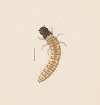 Entomology watercolour Pl.083
