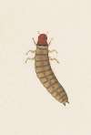 Entomology watercolour Pl.090