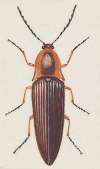 Entomology watercolour Pl.091