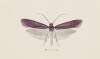 Entomology watercolour Pl.093