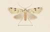 Entomology watercolour Pl.094