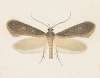 Entomology watercolour Pl.096