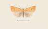Entomology watercolour Pl.099