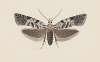 Entomology watercolour Pl.100