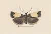 Entomology watercolour Pl.103