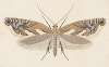 Entomology watercolour Pl.107