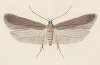 Entomology watercolour Pl.114