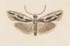 Entomology watercolour Pl.119
