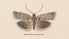 Entomology watercolour Pl.121