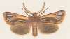 Entomology watercolour Pl.126