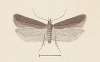 Entomology watercolour Pl.132