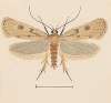 Entomology watercolour Pl.133