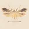 Entomology watercolour Pl.139