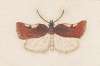 Entomology watercolour Pl.147