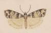 Entomology watercolour Pl.148