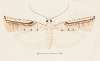 Entomology watercolour Pl.156