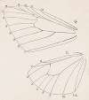 Entomology watercolour Pl.165