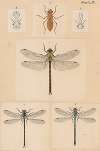 Original hand painted plate for New Zealand Neuroptera [Plate III]