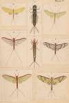 Original hand painted plate for New Zealand Neuroptera [Plate V]